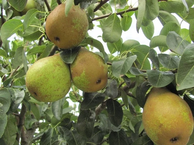Pyrus c. Winterrietpeer (Stoofpeer)-3