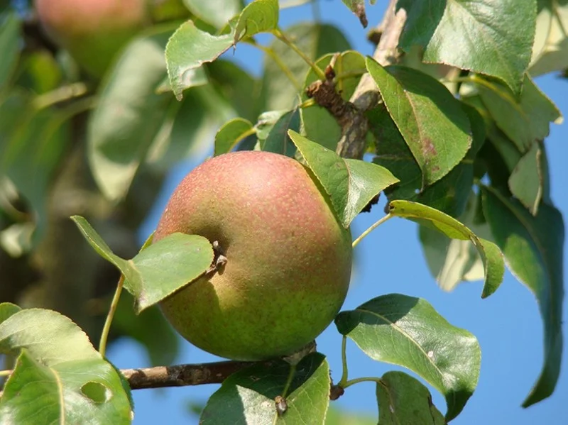 Pyrus c. Zoete Brederode (Stoofpeer)-3