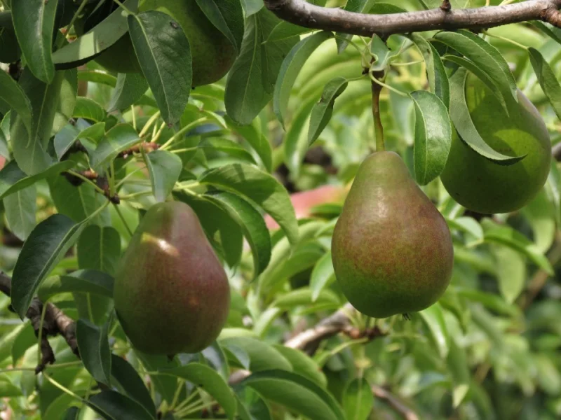 Pyrus c. Zwijndrechtse Wijnpeer (Handpeer)-3