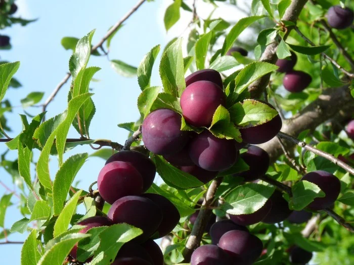 Prunus d. Anna Späth (Pruim)-2
