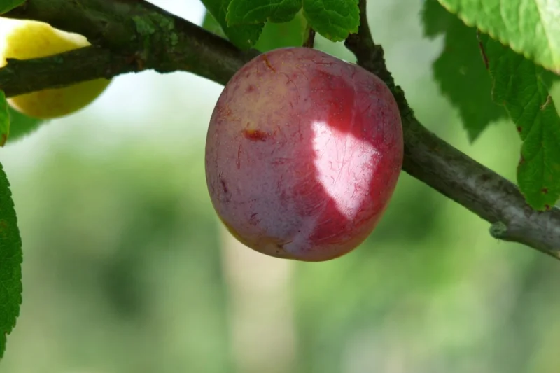 Prunus d. Avalon (Pruim)-2