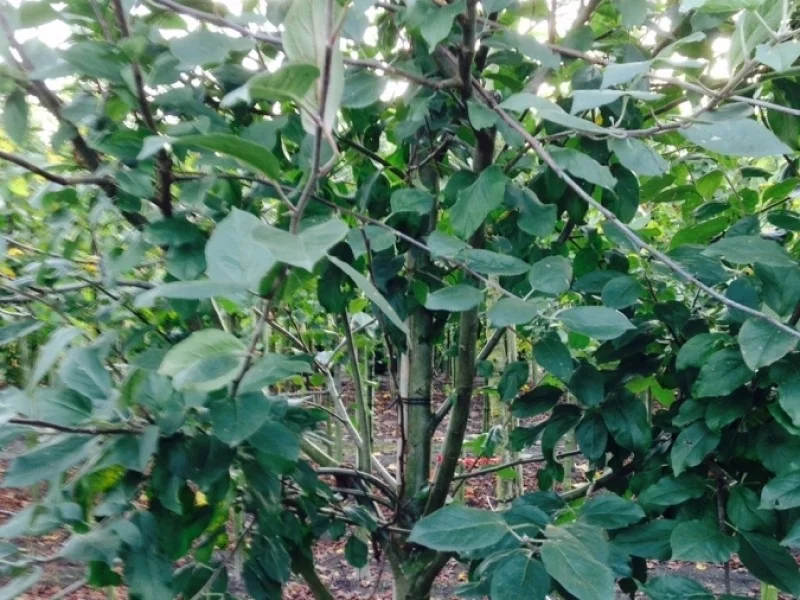 Prunus d. Avalon (Pruim)-6