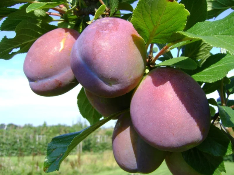Prunus d. Belle de Louvain (Zoete Pruim)