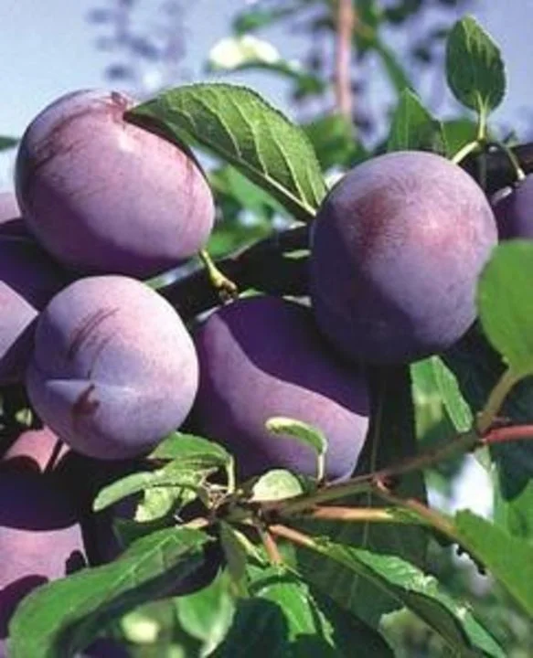 Prunus d. Blue Fre (Pruim)