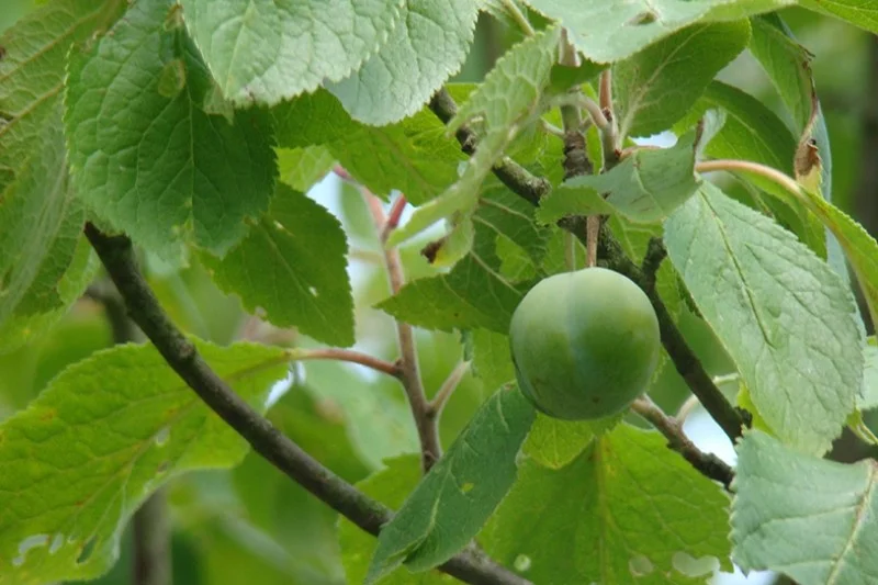 Prunus d. Dubbele Boerenwitte (Zoete Pruim)