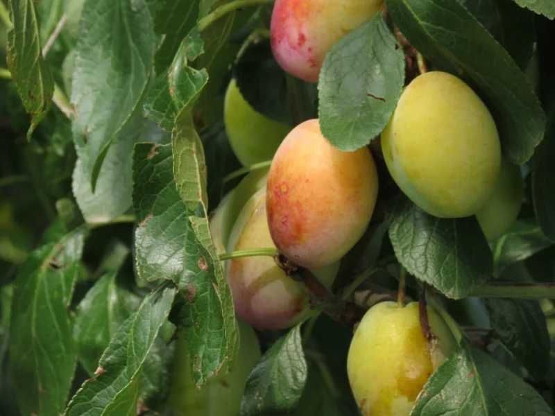 Prunus d. Early Laxton (Vroegste Pruim)-2