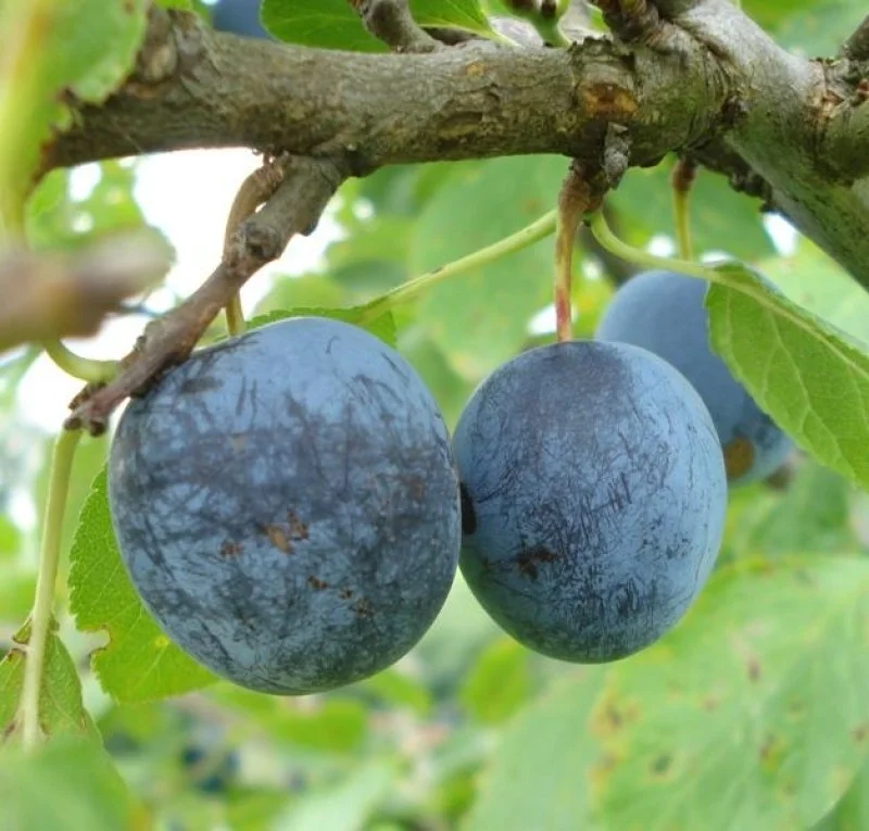Prunus d. Early Prolific (Eldense Blauwe)