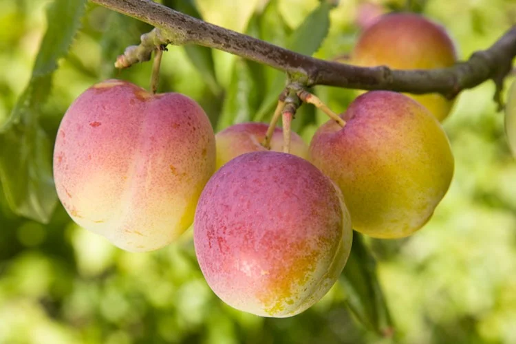 Prunus d. Excalibur (Pruim)