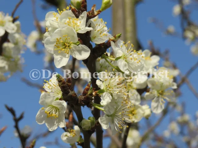 Prunus d. Excalibur (Pruim)