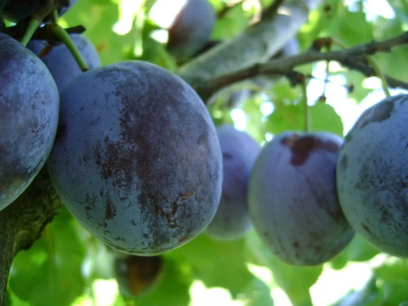 Prunus d. Hauszwetsche (Zoete Kwets)-2
