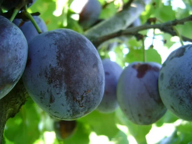 Prunus d. Hauszwetsche (Zoete Kwets)