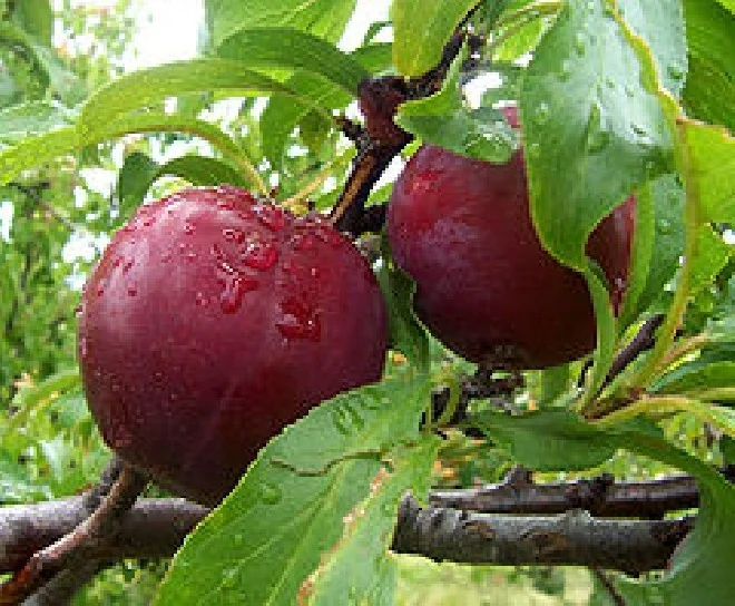 Prunus d. Hongaarse Kwets (Bakpruim)-2