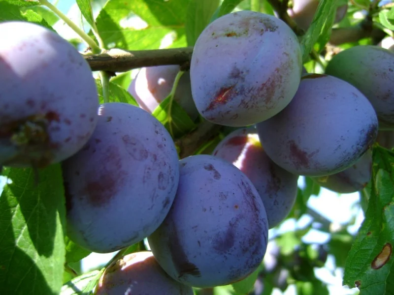 Prunus d. Italiaanse Kwets (Bakpruim)