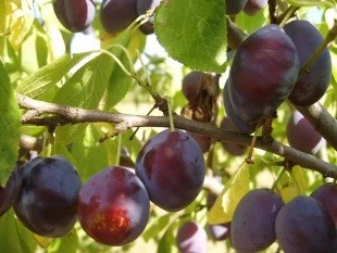 Prunus d. Jubileum (Blauwe Pruim)