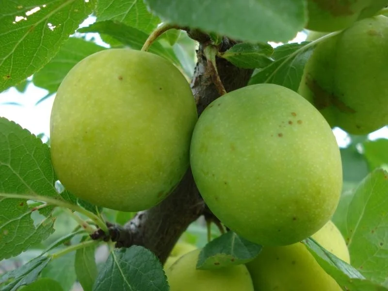 Prunus d. Ontario (Witte Pruim)-2