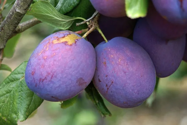 Prunus d. President (Blauwe Pruim)