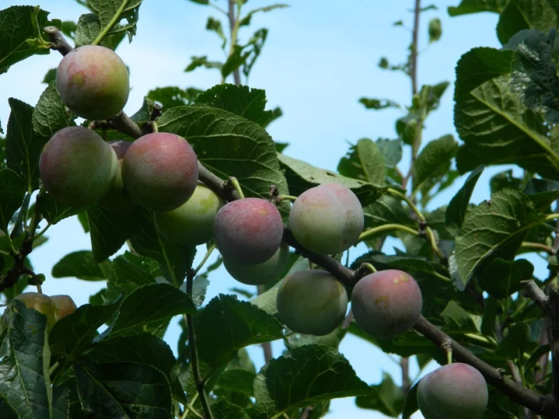 Prunus d. Reine Claude van Schouwen (Pruim)-2