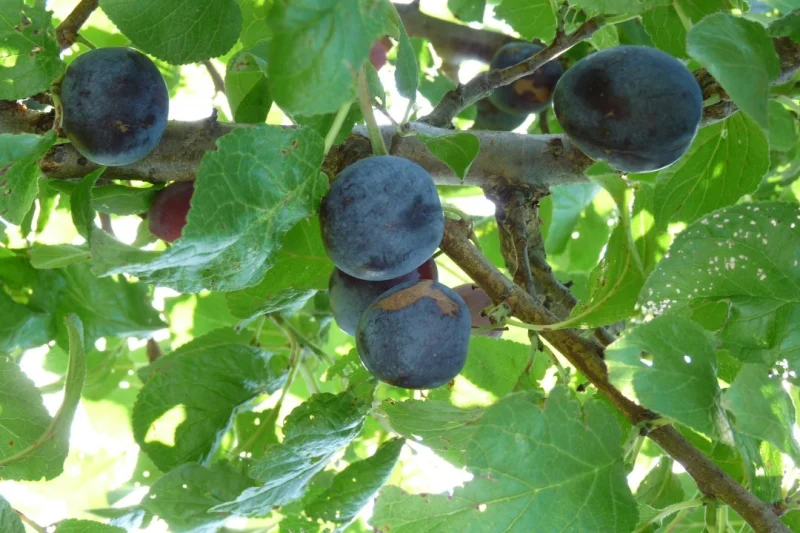 Prunus d. The Czar (Zoete Pruim)-2