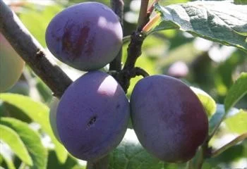 Prunus d. Valor (Pruim)