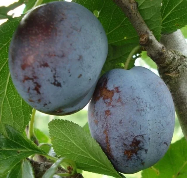 Prunus d. Voyageur (Pruim)
