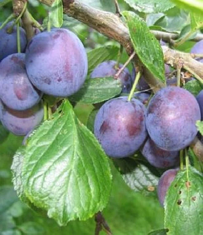 Prunus d. Vroege Tolse (Pruim)-2