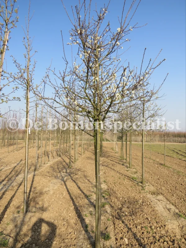 Prunus d. Vroege Tolse (Pruim)-4