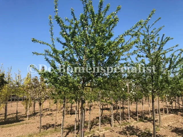 Prunus d. Washington (Witte Eierpruim) Prunus d. Washington (Witte Eierpruim)