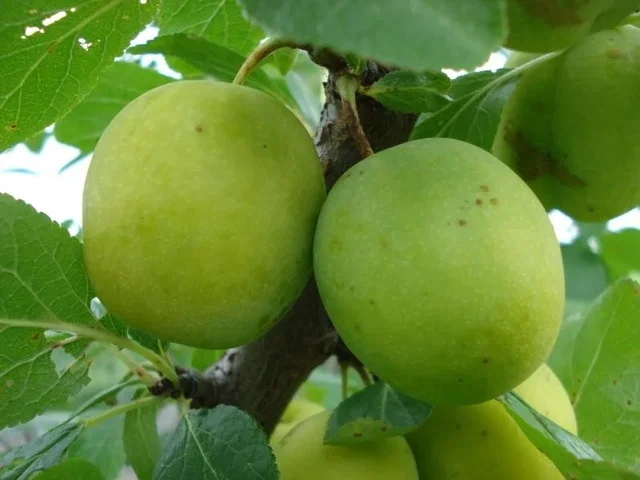 Prunus d. Washington (Witte Eierpruim) Prunus d. Washington (Witte Eierpruim)