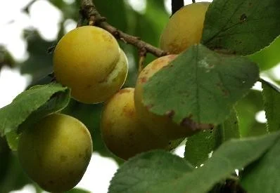 Prunus d. Insititia Gele Kroos (Kroosjes Pruim)