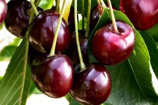 Prunus avium Bigarreau Burlat (Zoete Kers)