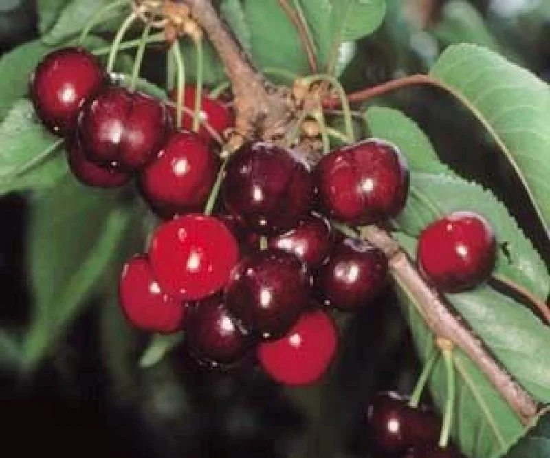 Prunus avium Earlise (Zoete Kers)-2