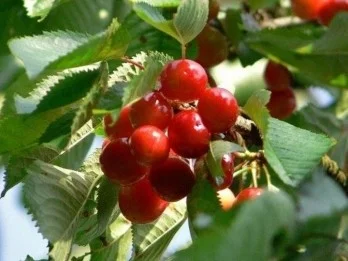 Prunus avium Frühe Meckenheimer (Zoete Kers)-2