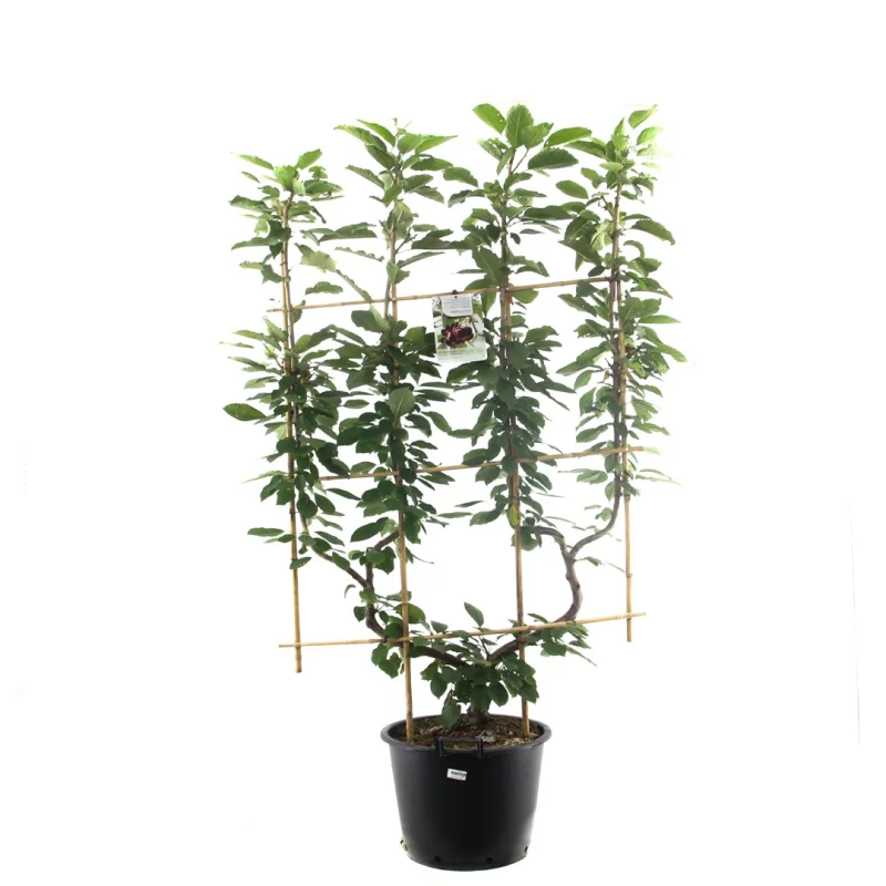 Prunus avium Hedelfinger Dubbele U vorm (Zoete Kers)