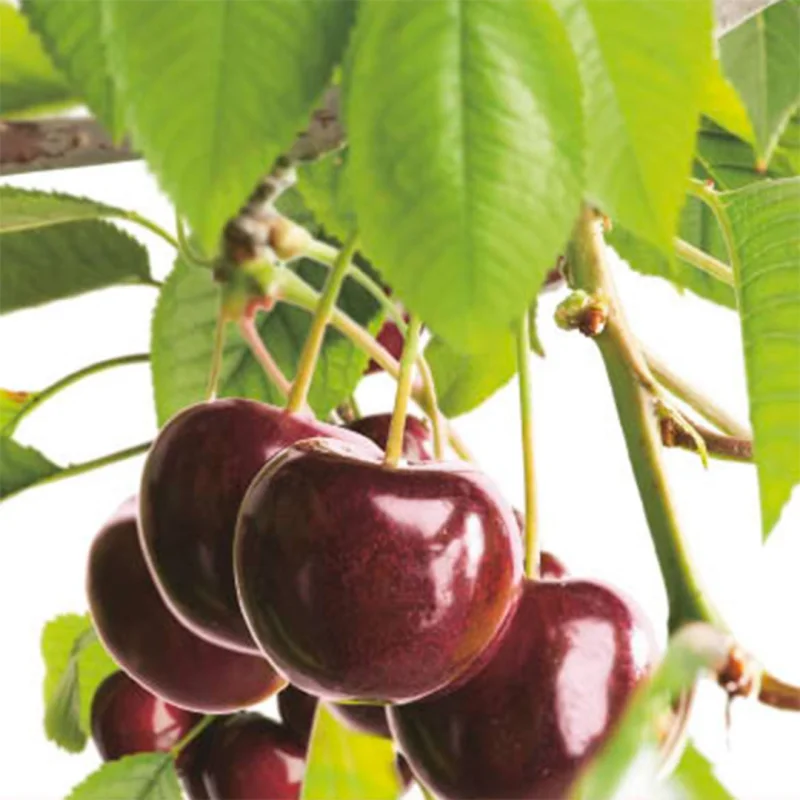 Prunus avium Hedelfinger Dubbele U vorm (Zoete Kers)-2