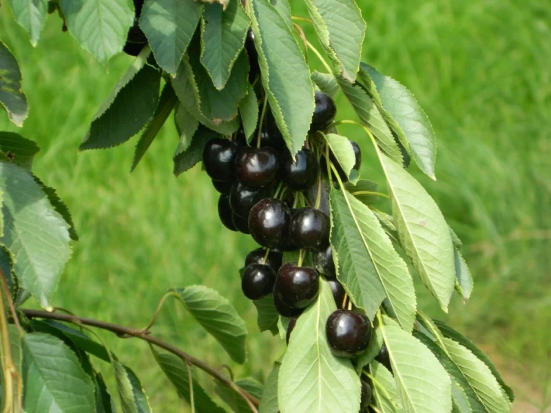 Prunus avium Karina (Zoete Kers)-2