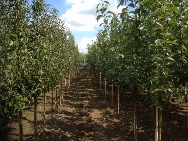Prunus avium Lapins (Zoete Kers)