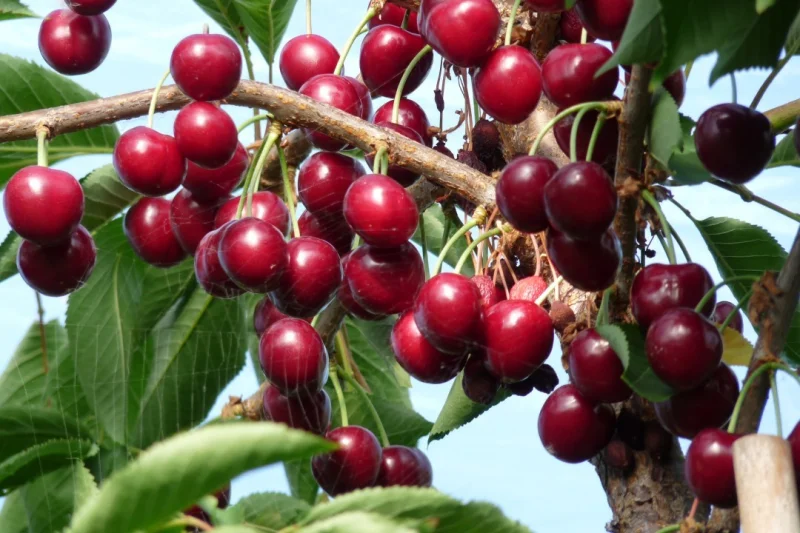 Prunus avium Lapins (Zoete Kers)-2