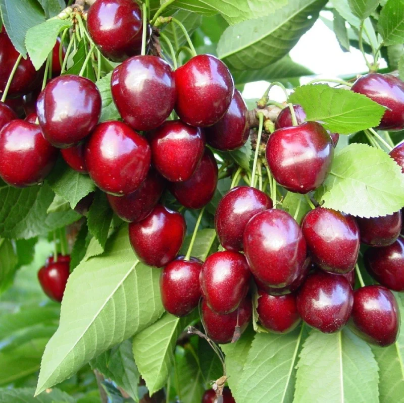 Prunus avium Merchant (Zoete Kers)-2