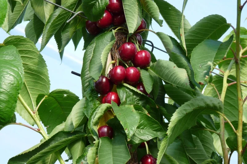 Prunus avium Merton Premier (Kers)