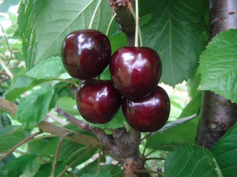 Prunus avium Octavia (Zoete Kers)