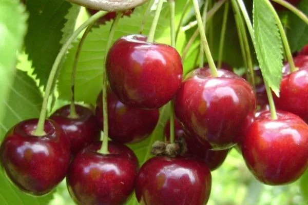Prunus avium Pater van Mansfeld (Zoete Kers)-2