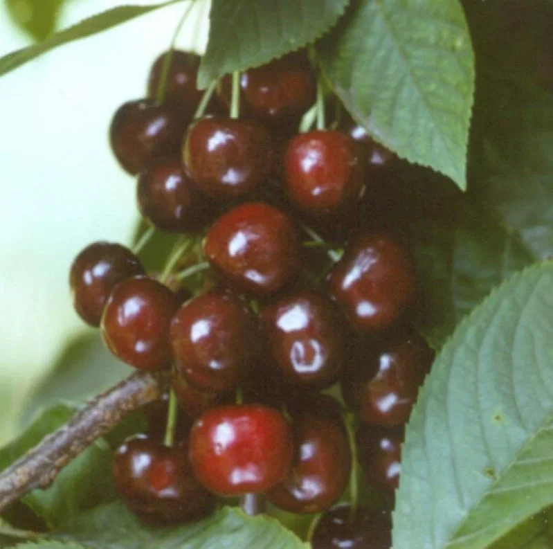 Prunus avium Pollux (Zoete Kers)