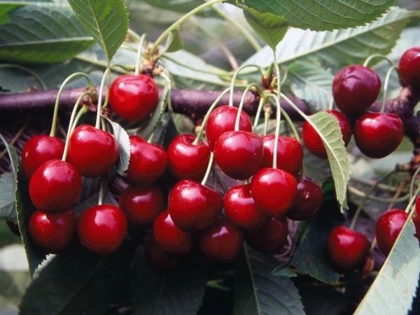 Prunus avium Sam (Zoete Kers)-2