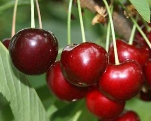 Prunus avium Schneiders Späte Knorpel (Zoete Kers)-2