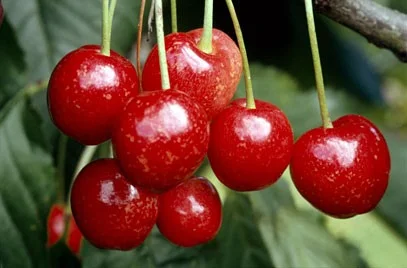 Prunus avium Stella (Zoete Kers)