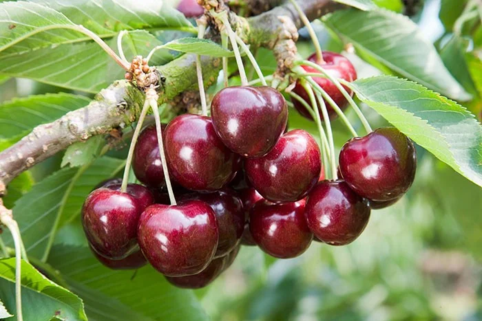 Prunus avium Sunburst (Zoete Kers)-2