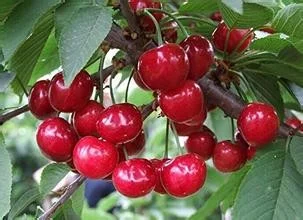 Prunus avium Sylvia (Zoete Kers)-2