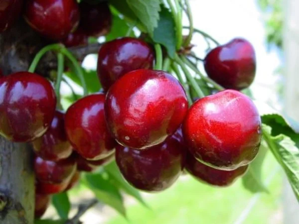Prunus avium Techlovan (Zoete Kers)-2