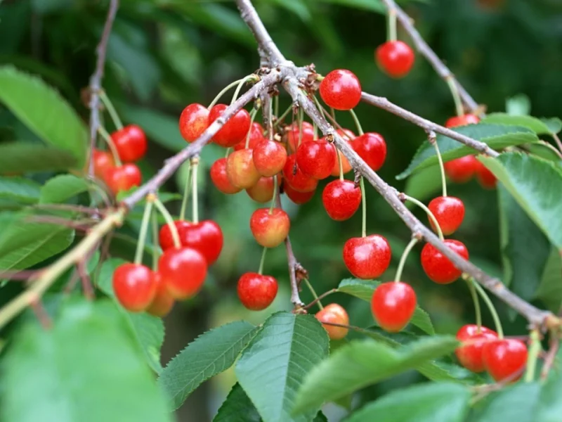 Prunus avium Udense Spaanse (Blonde Kers)-2