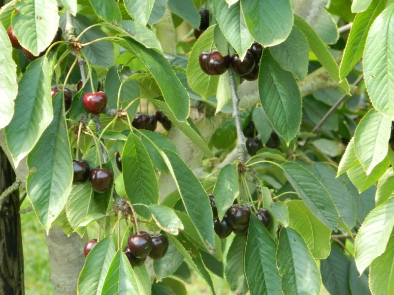 Prunus avium Varikse Zwarte (Zoete Kers)-2
